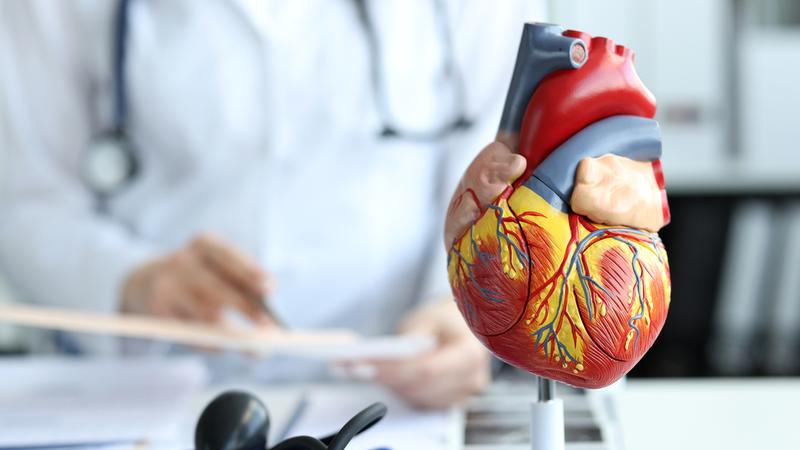 An anatomical model of a heart sits on a desk and a doctor is out of focus in the background.