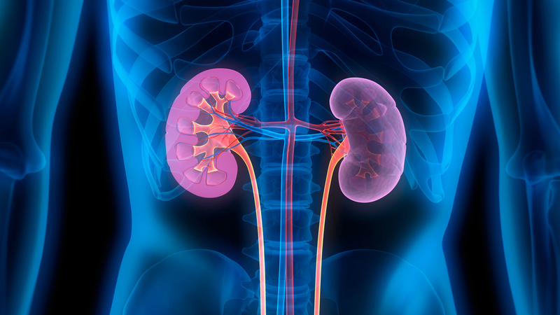 Illustration of kidneys in the human body.