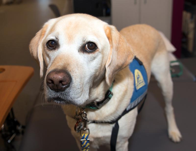 一只黄色拉布拉多治疗犬戴着蓝色挽具摆姿势拍照。