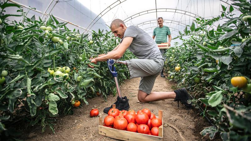A man with a prosthetic leg kneels on the ground to harvest tomatoes in a greenhouse.