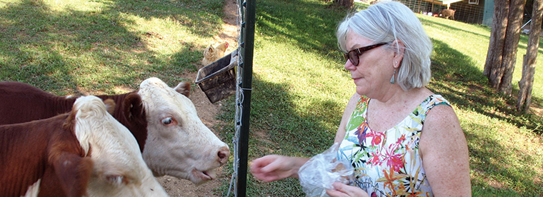 Dr Melissa Fries feeds the cows on her rural Maryland farm.