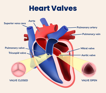 Medical illustration showing the structure of the heart including arteries, veins and valves.