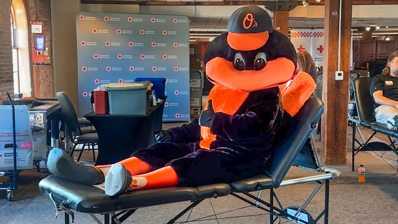 The O's Bird mascot sits on a table and gives a thumbs up at an American Red Cross blood drive.