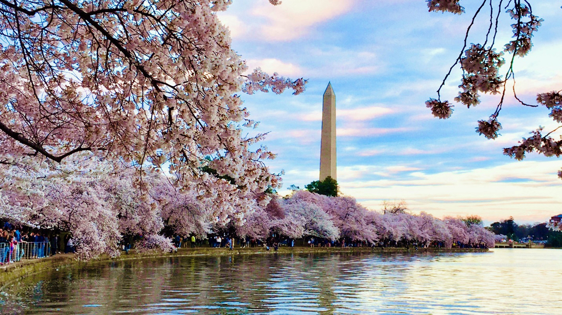 Photo of the tidal basin in Washington DC during the annual cherry blossom festival.