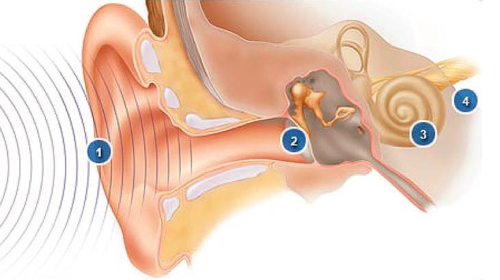 Medical illstration of how the ear receives sound waves.