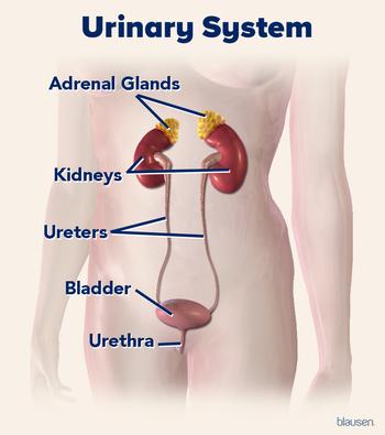 Medical illustration showing the location of the organs of the urinary tract system.