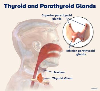 Medical illustration showing the location of the thyroid and parathyroid glands.