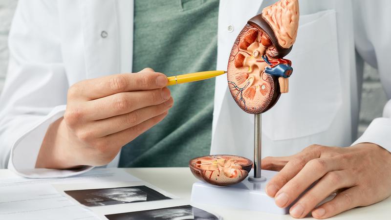 A doctor points to an anatomical model of a kidney.