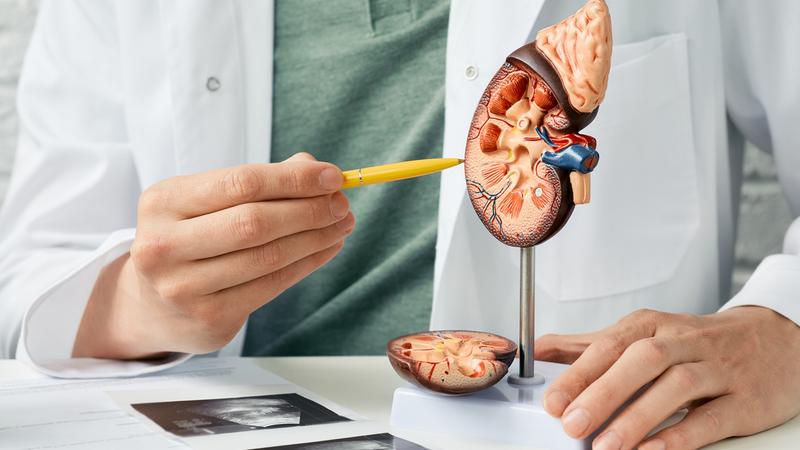 A doctor points to an anatomical model of a kidney.