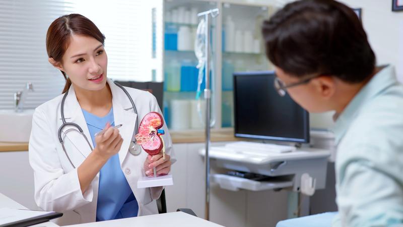 A doctor talks with a patient while showing an anatomical model of a kidney.