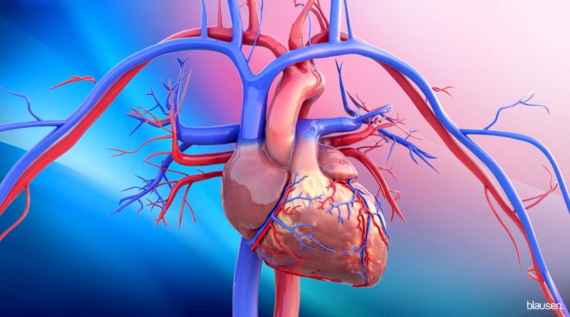 Medical illustration showing the heart, veins and arteries