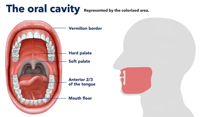 Infographic showing the inside of the oral cavity.
