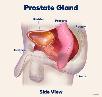 Medical illustration showing the location of the prostate gland.