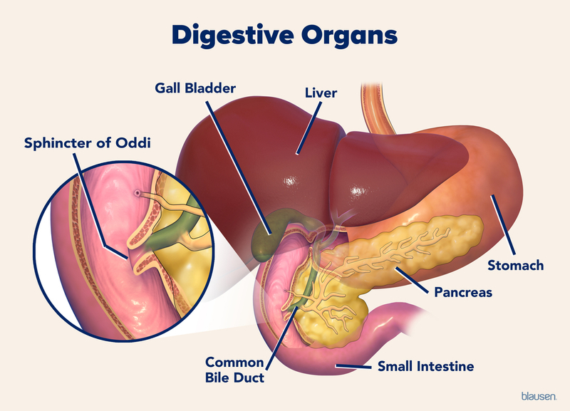 Sphincter Of Oddi Sphincter Of Oddi Dysfunction: A Beginner's 3 Step